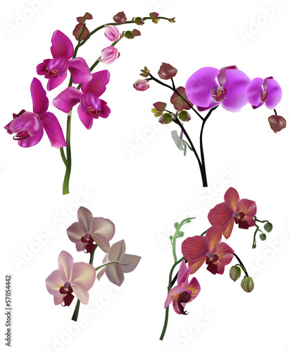 Fototapeta Naklejka Na Ścianę i Meble -  four different orchid floral branches pink color