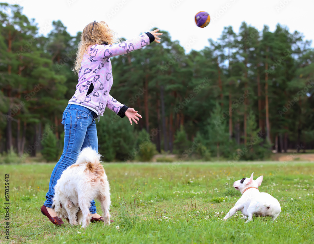 Fototapeta woman throws ball to the dog