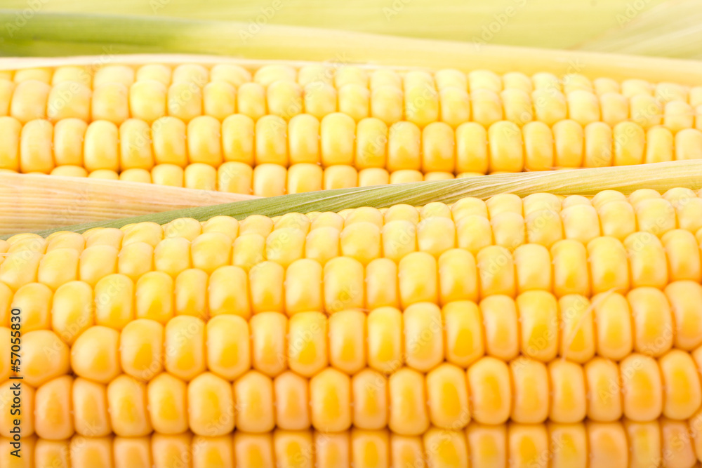 Fresh raw corn cobs isolated closeup Fresh raw corn cobs isolated closeup