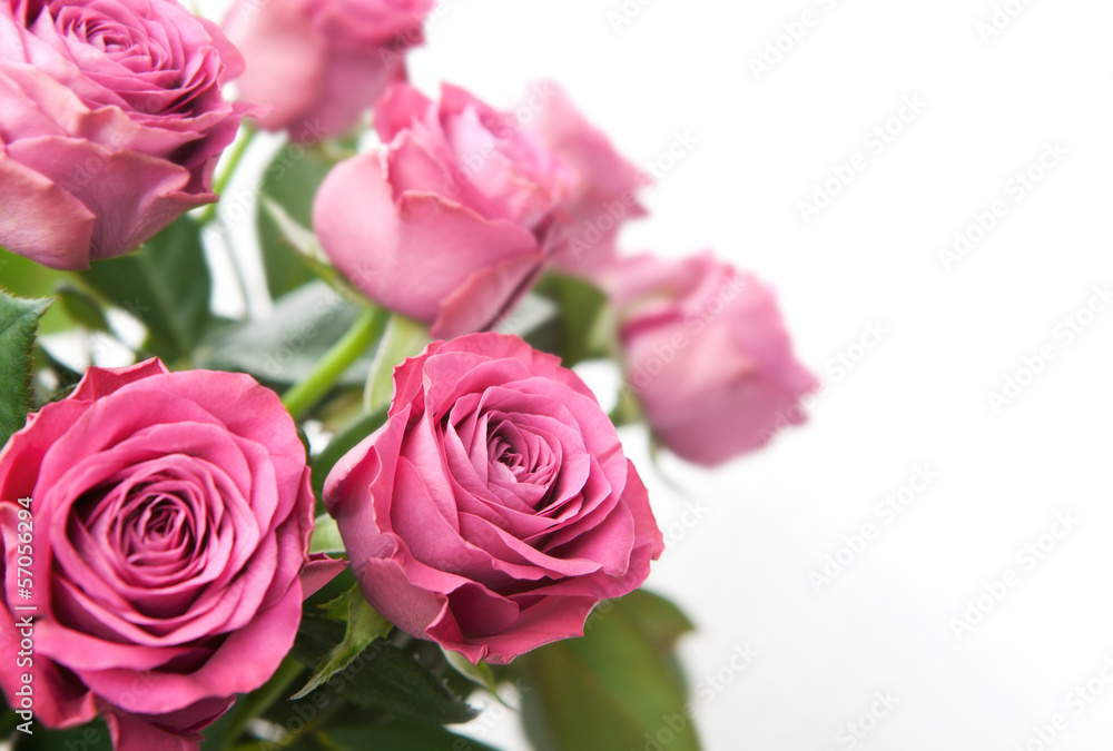 Bouquet of beautiful pink roses on white background.