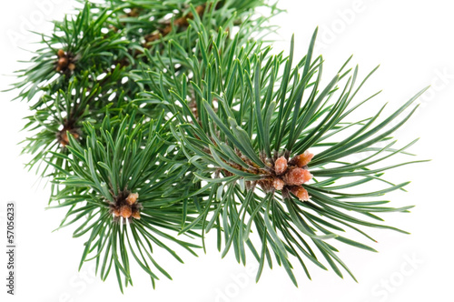 Fotografia pine branch isolated on white background