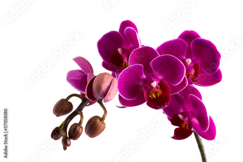 Fototapeta Naklejka Na Ścianę i Meble -  Orchid.