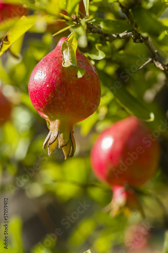Ornamental pomegranate fruits