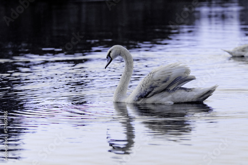 Lonely swan