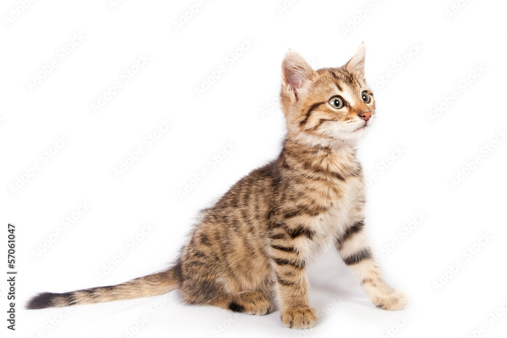 Fototapeta premium kitten sitting on white background