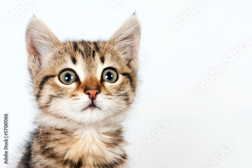 Portrait of a little tabby kitten