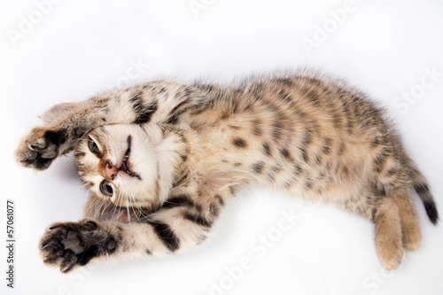 Funny Kitten playing