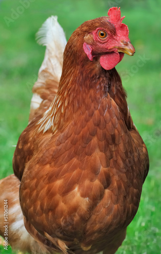 belle poule rousse