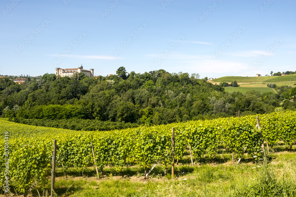 Langhe, vineyards