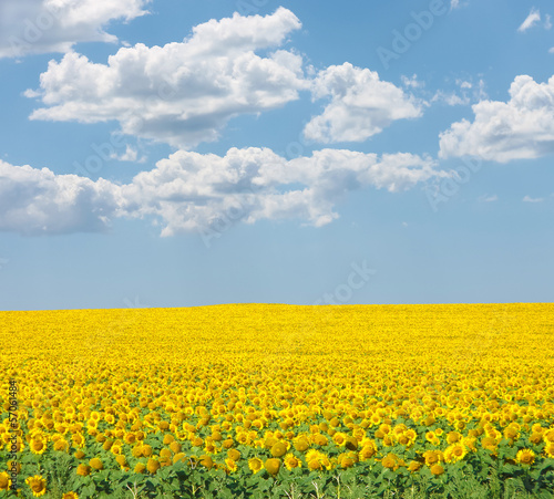 Sunflower on summer field against the blue cloudy sky