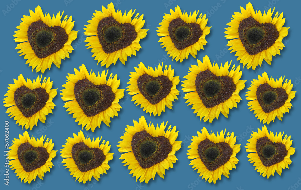 Bright yellow sunflowers and blue Bright yellow sunflowers and blue