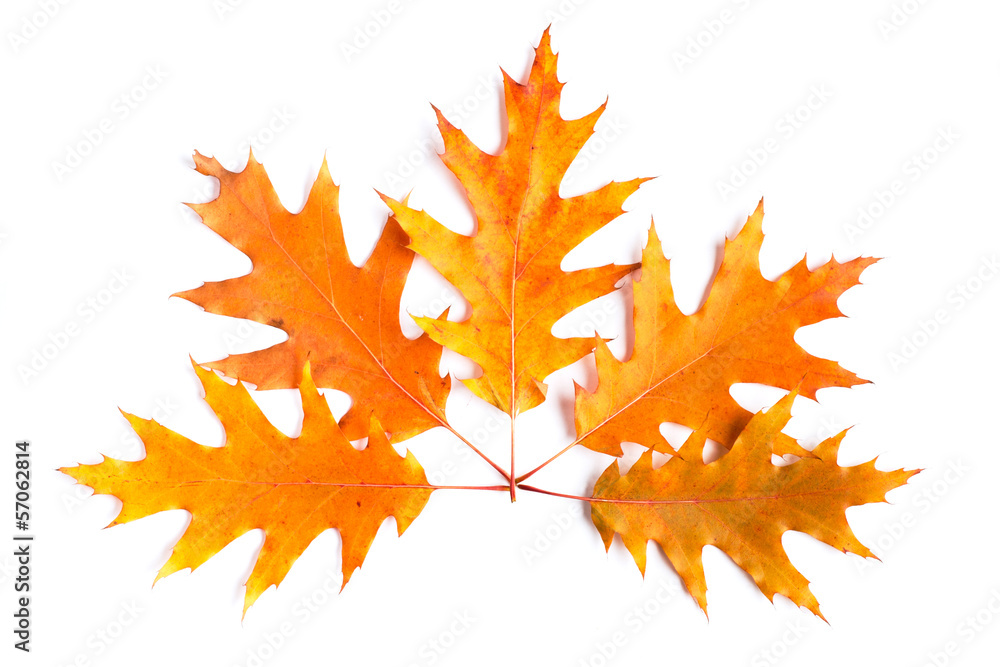 heap of yellow autumn leaves on white background heap of yellow autumn leaves on white background