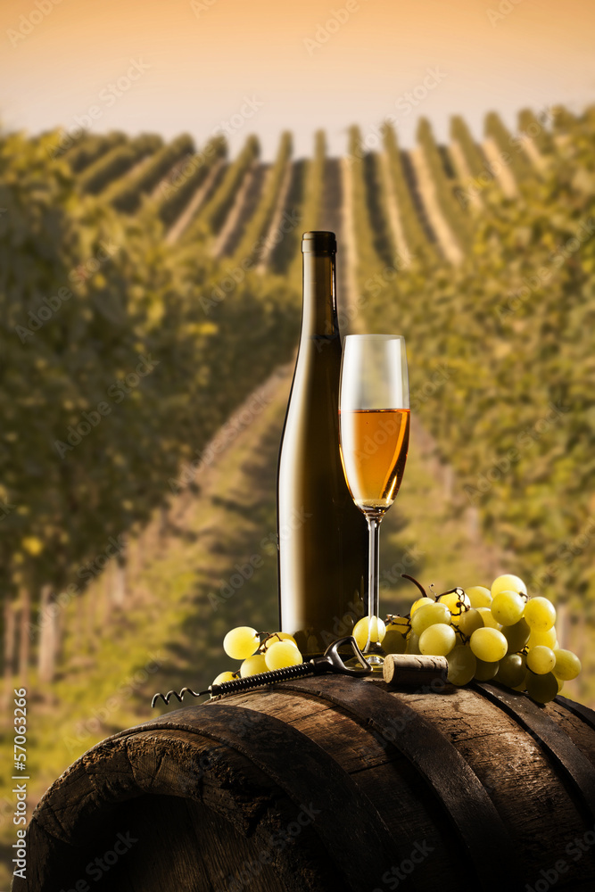 still life with white wine on vineyard background