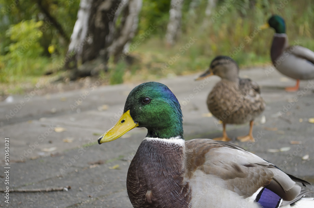 ducks walking in the park ducks walking in the park