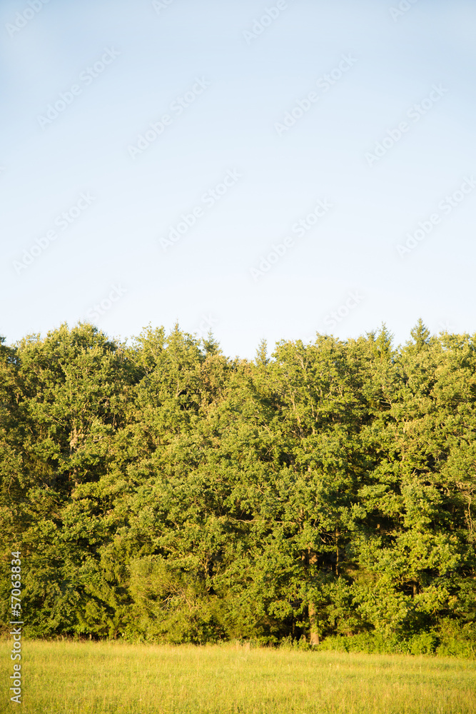Deutscher Wald Deutscher Wald