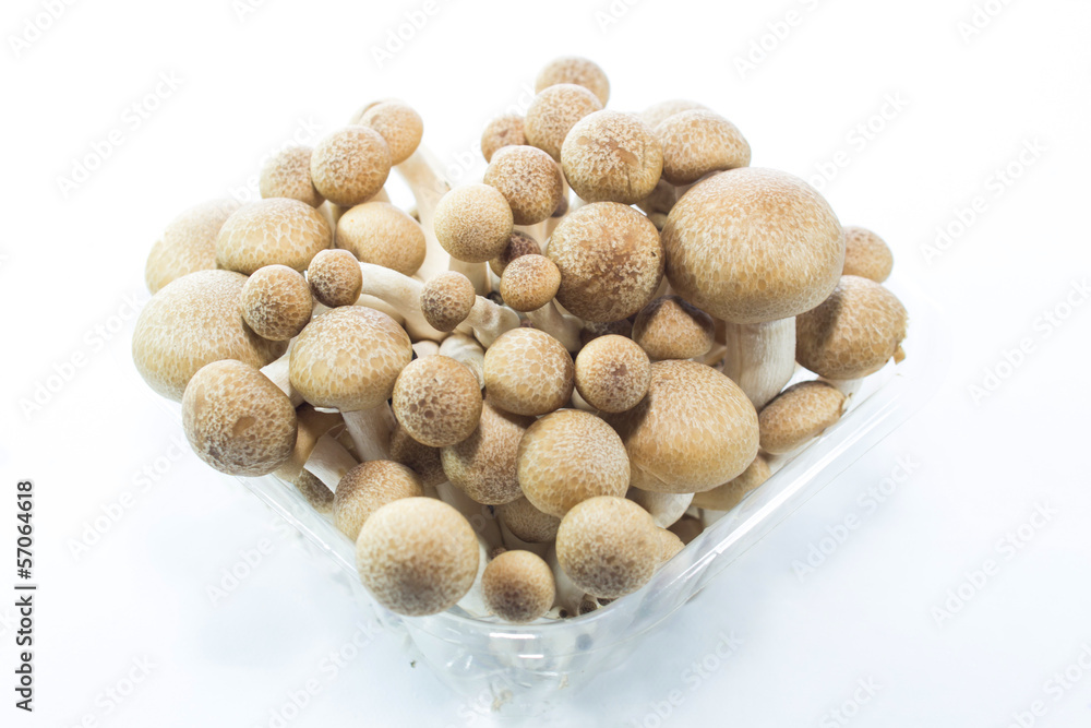Fresh Mushrooms Fresh Mushrooms