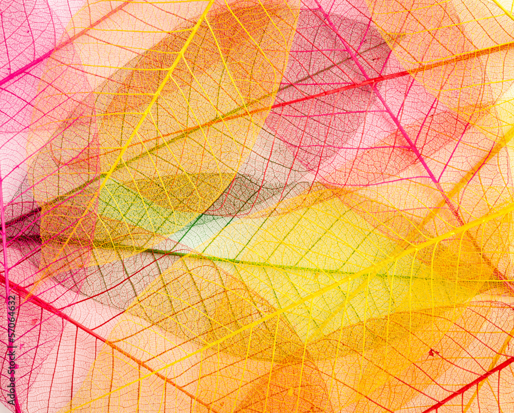 leaf transparent background.