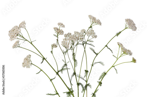 White yarrow