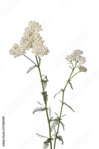 White yarrow photo