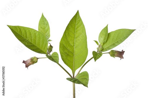 Canvastavla Belladonna plant