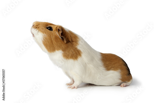 Nosy guinea pig