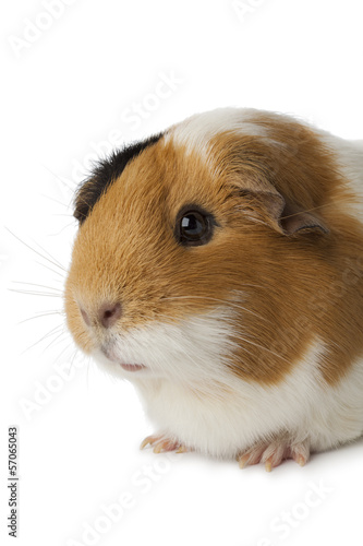 Cute guinea pig