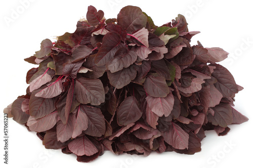 Tablou pe pânză Fresh red amaranth