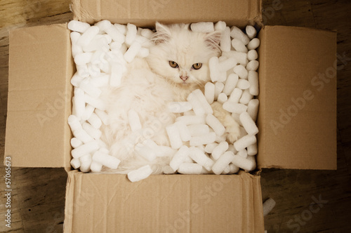 Kitten in a box