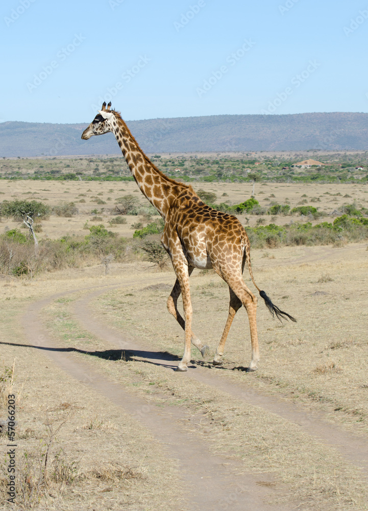 Obraz premium large giraffe on track in kenya