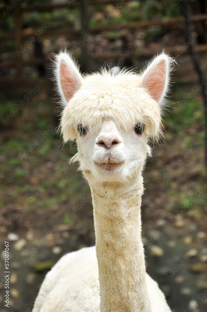 Obraz premium Alpaca