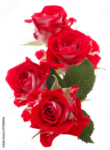 Red rose flower bouquet isolated on white background cutout