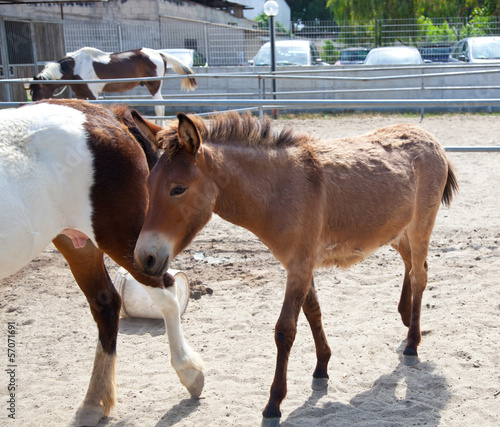 Young horsy walks near at a horse-mother