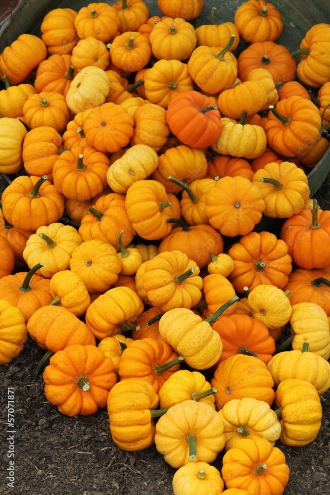 A Collection of Freshly Harvested Orange Pumkins. A Collection of Freshly Harvested Orange Pumkins.