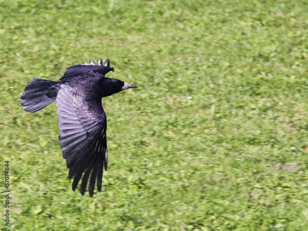 Naklejka premium black crow flying
