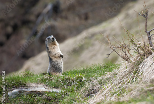 marmotta sentinella all'erta photo