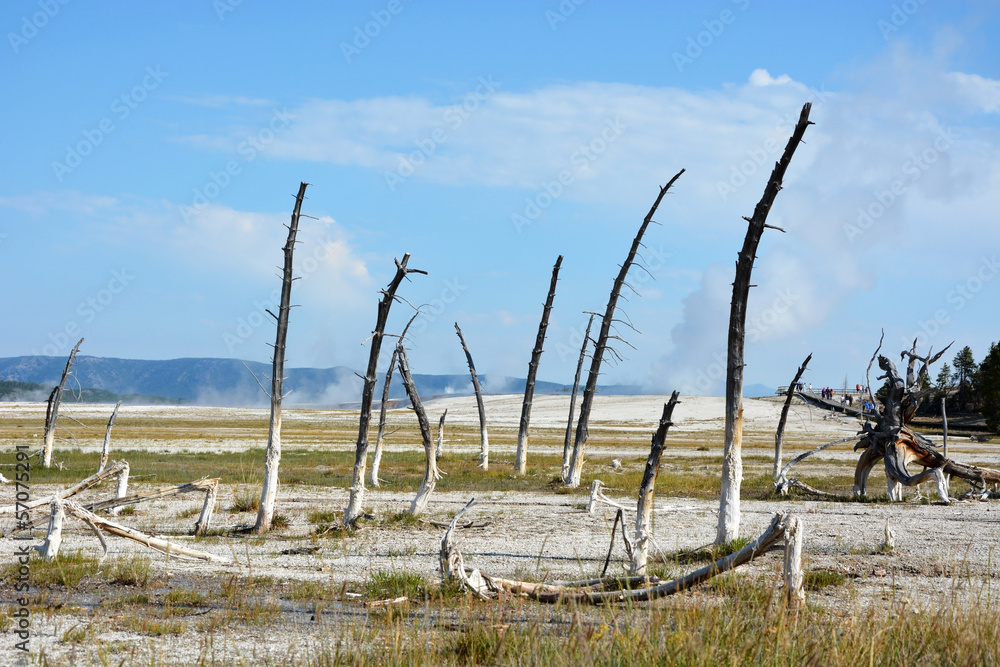 Dead trees at the Yellowstone national park
