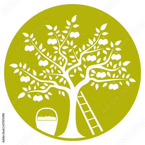 plum tree