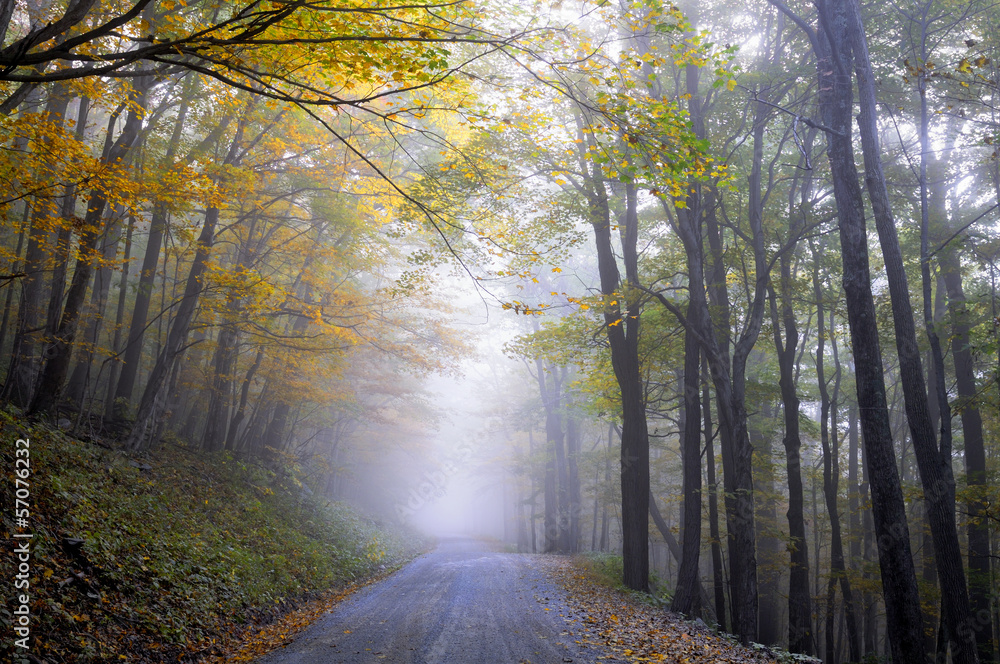 Foggy Road in Autumn