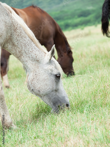 arabian mares at the pasture