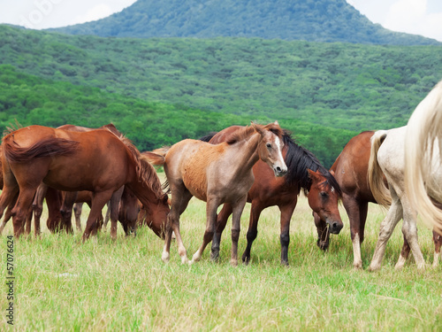herd of mares in the pasture.