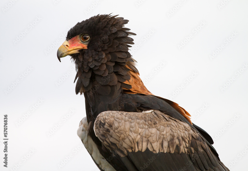 Fototapeta premium Bateleur Eagle