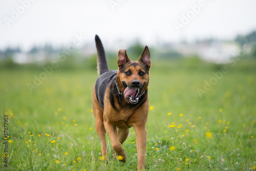 Fototapeta Naklejka Na Ścianę i Meble -  Funny dog