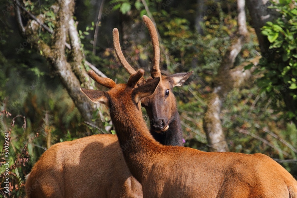 Naklejka premium Young Bull Roosevelt Elk