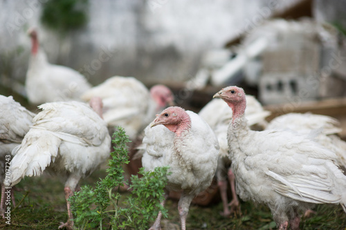 young turkeys on a farm