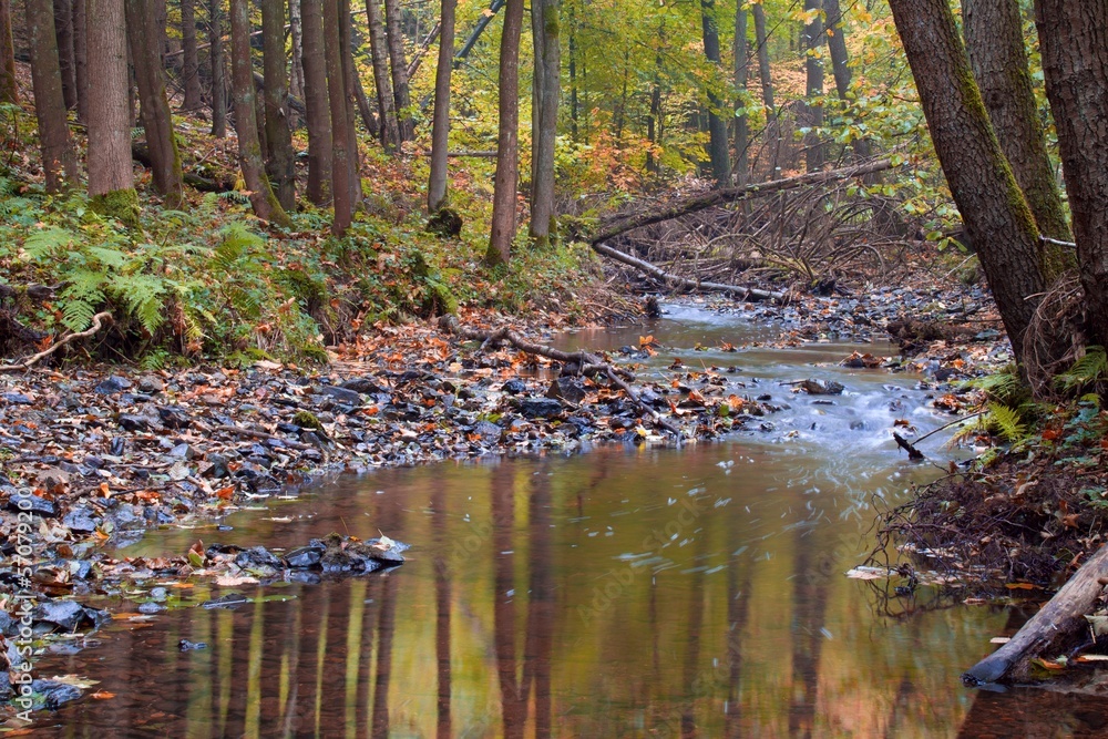 Autumn stream in the forest in sunny day Autumn stream in the forest in sunny day