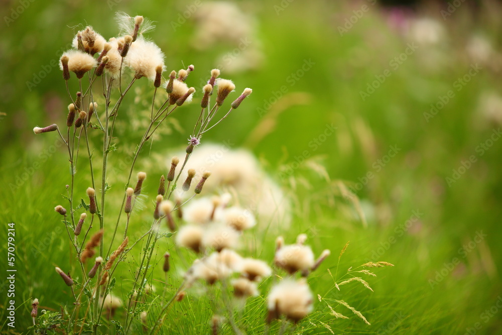 meadow flowers on green blurred background meadow flowers on green blurred background