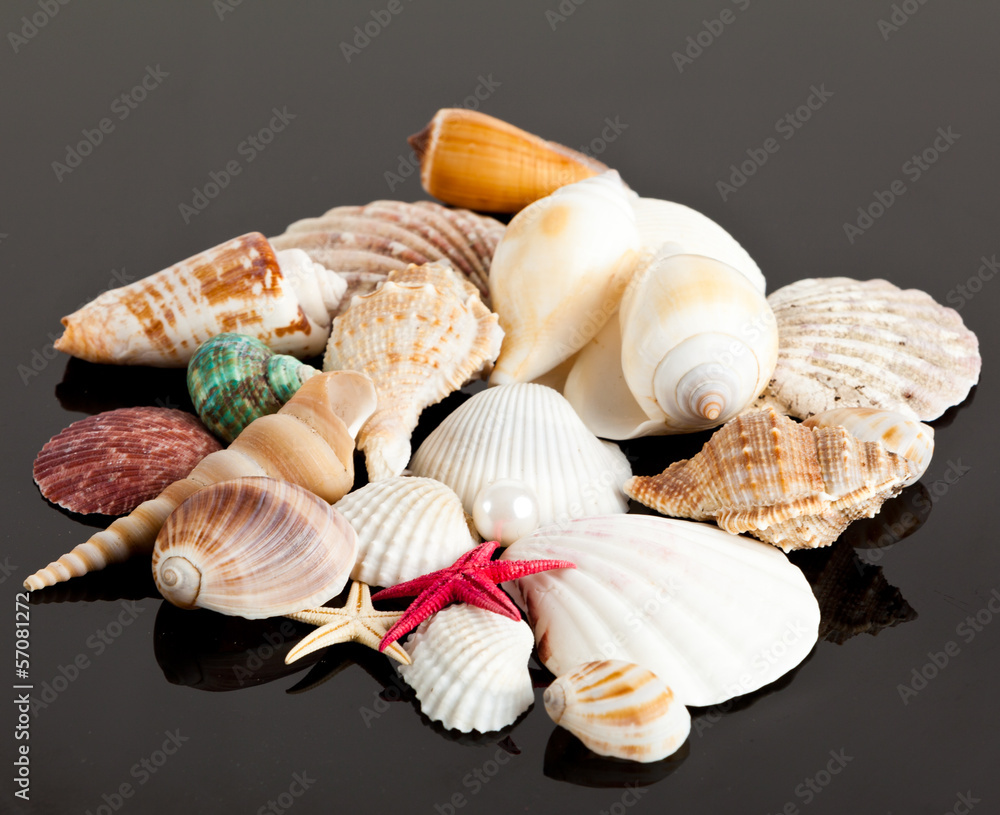 The exotic sea shell . treasure from the sea. The exotic sea shell . treasure from the sea.