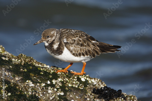 Turnstone  Arenaria interpres