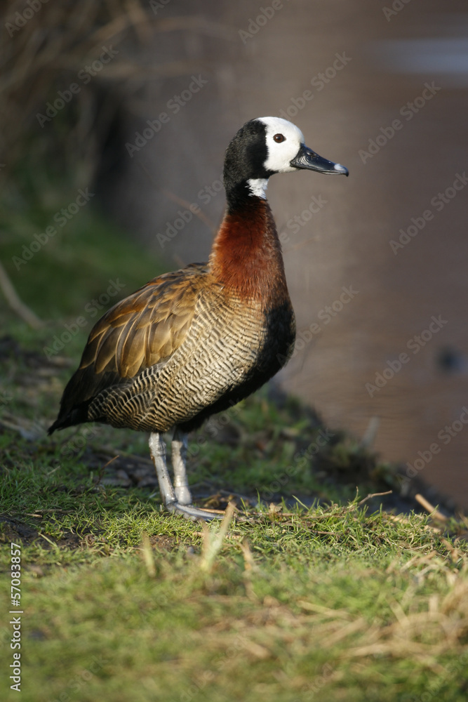 White faced tree duck, Dendrocygna viduata White faced tree duck, Dendrocygna viduata