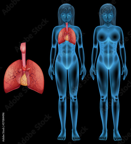 Human respiratory system